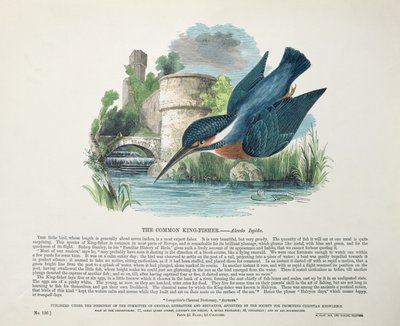 Common Kingfisher (Alcedo Ispida) by English School